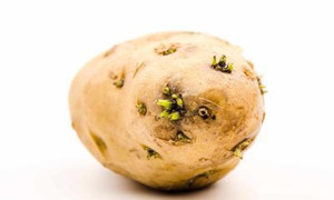 土豆发芽还能吃吗