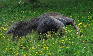 森林驿站9月10号每日一题答案介绍
