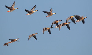 大雁飞行时为什么要排队
