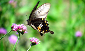 蝴蝶辨别食物味道,用的是哪个身体部位
