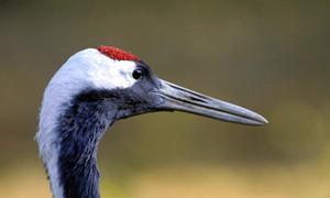 丹顶鹤的“丹顶”指的是什么