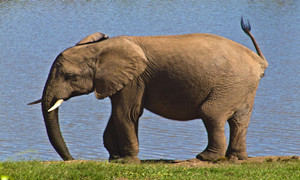 森林驿站10月12号每日一题答案介绍