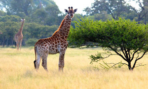 长颈鹿每天的睡眠时间大约是