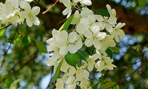 以下涉及梨花的诗句中哪一句的“梨花”是指真正的梨花