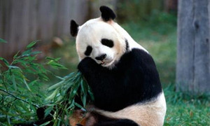 2020微博森林驿站11月5日每日一题答案介绍