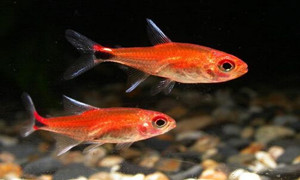 在没有食物的情况下鱼儿嘴巴一张一合是在