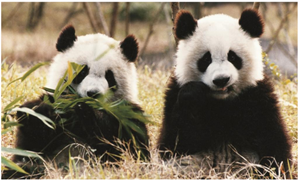 2020微博森林驿站11月30日每日一题答案介绍