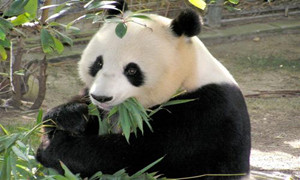 森林驿站1月8日每日一题答案介绍