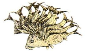 何罗鱼“一首而十身”描述接近现代的哪种鱼