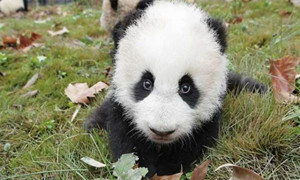 森林驿站1月6日每日一题答案介绍