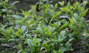 雨前茶是茶中的上品此处的雨指的是