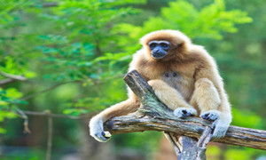 森林驿站1月15日每日一题答案介绍