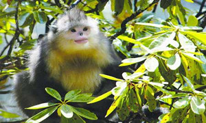 森林驿站1月28日每日一题答案介绍